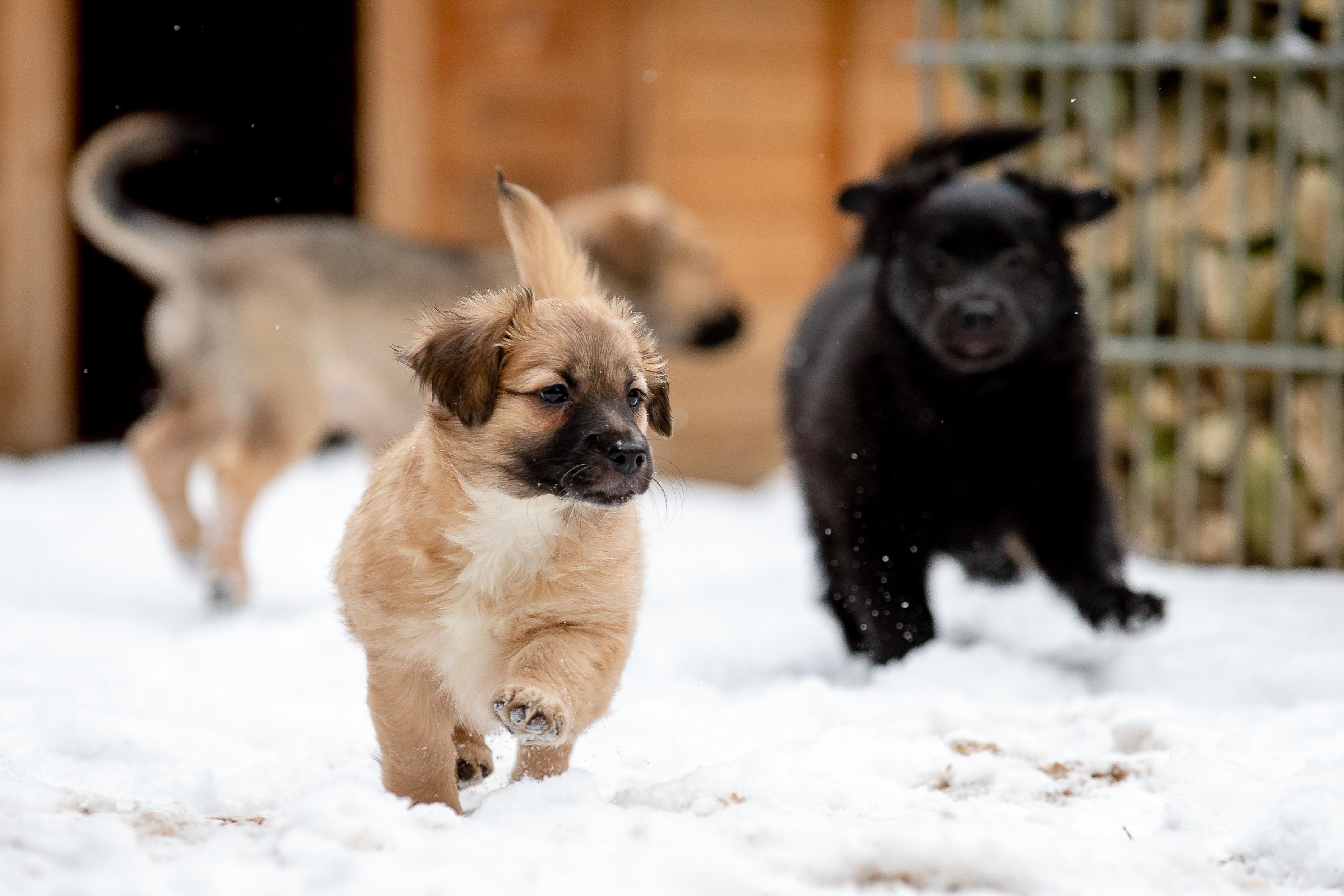 owalo design Hunde Tierheim Welpen